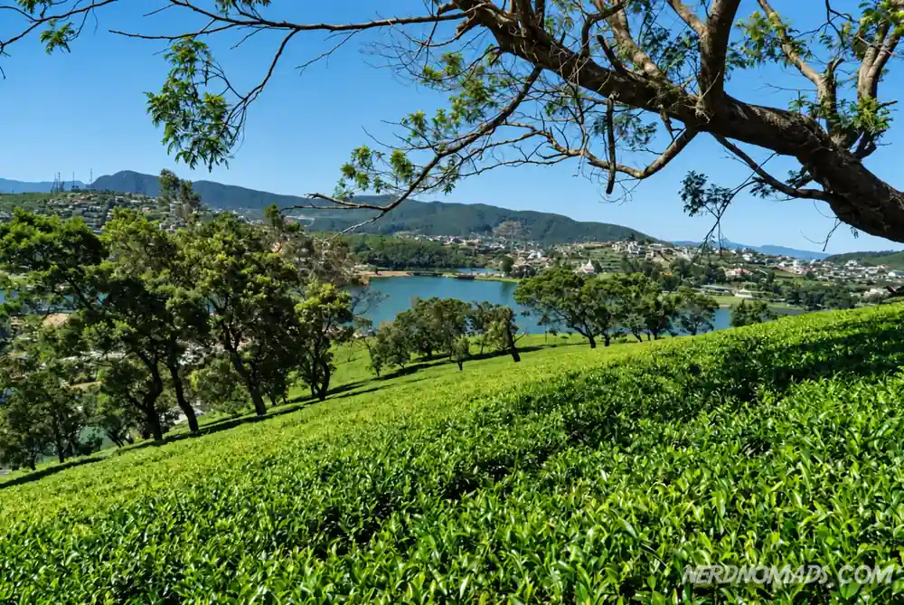 Tea estate overlooking the lake in the highlands